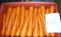 莱西新上市出口级保鲜胡萝卜 品质卓越，新鲜直达