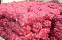 优质新鲜洋葱紧急出售 辛辣蔬菜市场的理想选择